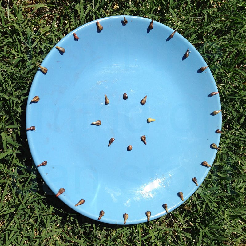 Grape Seeds on Plate