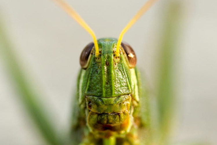 How to Train a Grasshopper the Right Way