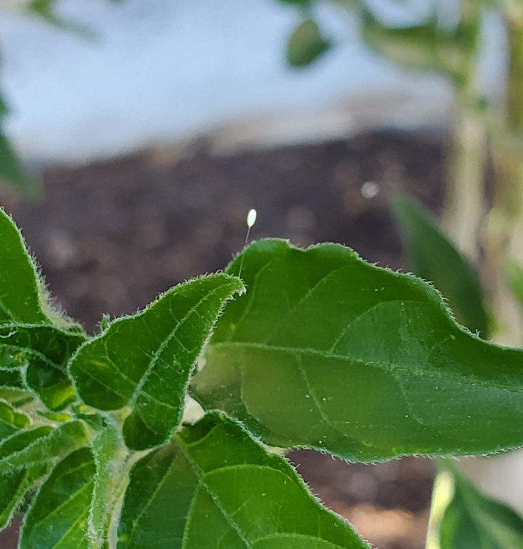 If You See These Growing Off Your Plants Do Not Kill Them