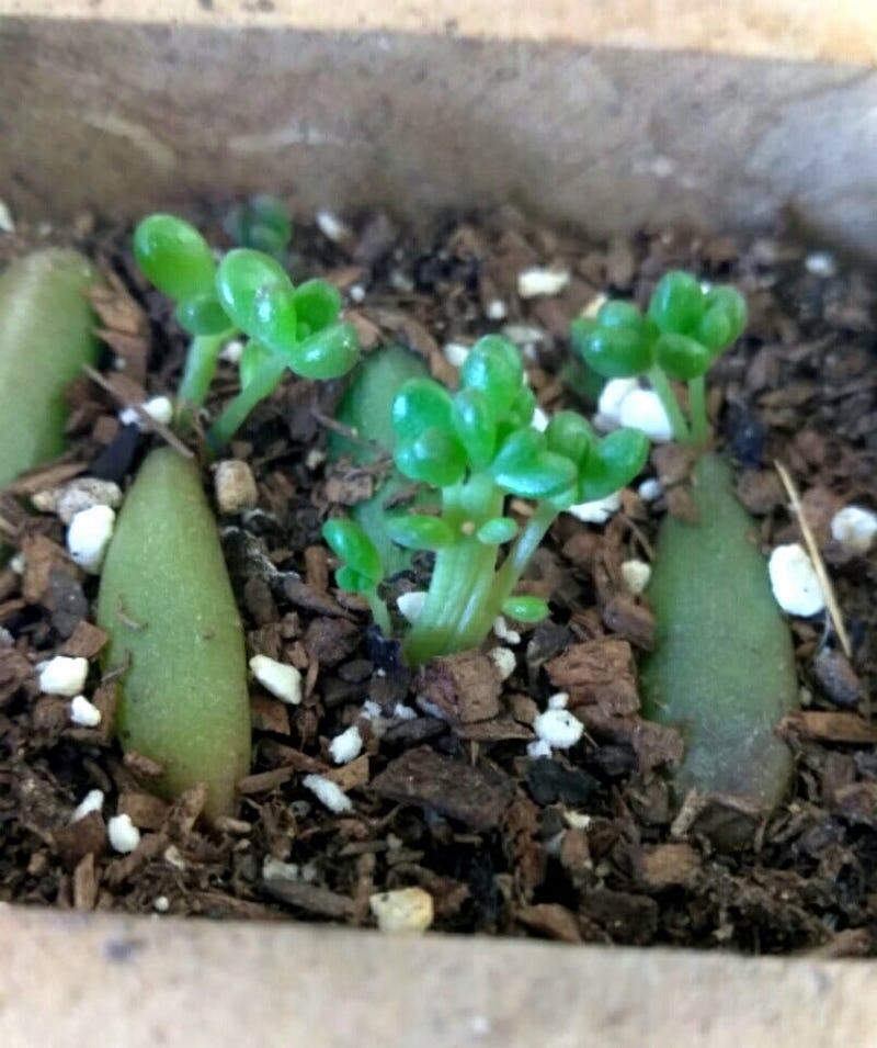 Jelly Bean Plant Mutation?