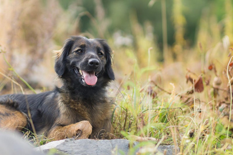 The Mutt and the Patch of Grass